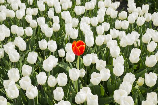 Red Flower Among White Flowers