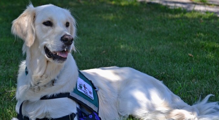 Service Dog Animal Abuse by Brevard County Groomer