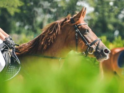 Horse Owners Are Not Financially Immune From The Effects Of The Coronavirus Pandemic.